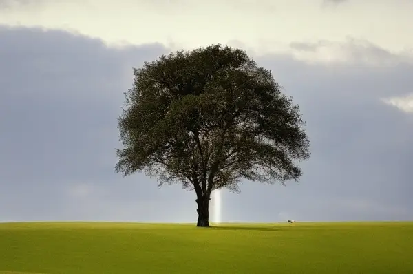 A solitary tree in a field, seen from a distance 100M
