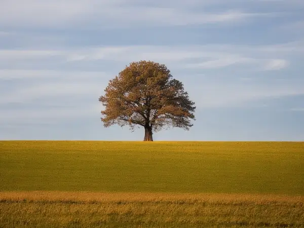 A solitary tree in a field, seen from a distance, at a low angle, through a soft-focus lens