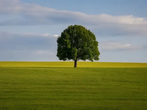 A solitary tree in a field, seen from a distance, at a low angle