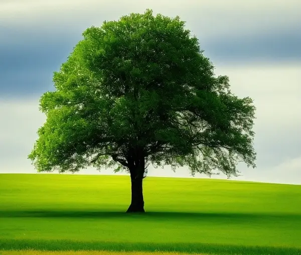 A solitary tree in a field