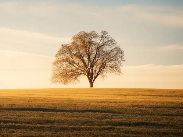 A solitary tree in a vast field, seen from a distance, at a low angle, through a soft-focus lens, bathed in warm sunlight, with the branches reaching towards the horizon